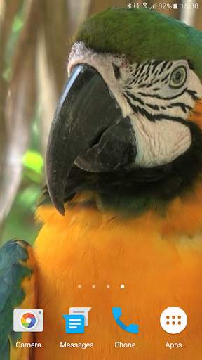 Parrot Live Wallpaper screenshot 7
