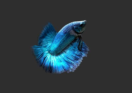 Betta Fish 3D Lite screenshot 14