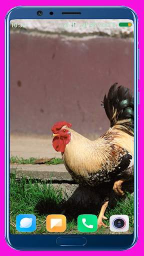Chicken Wallpaper Best 4K screenshot 10