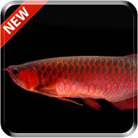 Red Arowana 3D LiveWallpaper logo