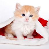 Christmas Cats HD wallpaper icon