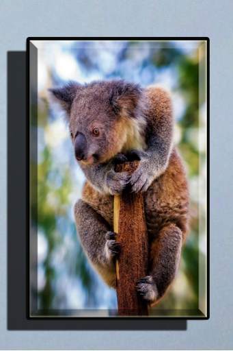 Cute Koala Wallpaper screenshot 4