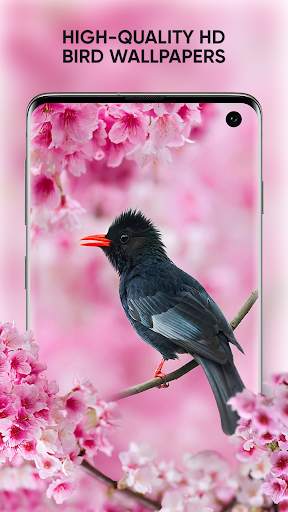 Bird Sounds: Free Bird Ringtones, Calls, Songs Mp3 screenshot 3