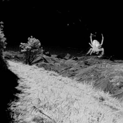 InfraRed Camera - Xiaomi Pocophone F1 & Xiaomi Mi8 screenshot 1