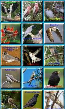 Birds Sound Animal скриншот 2