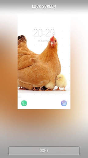 Hen sounds for Ringtones and Wallpapers screenshot 4