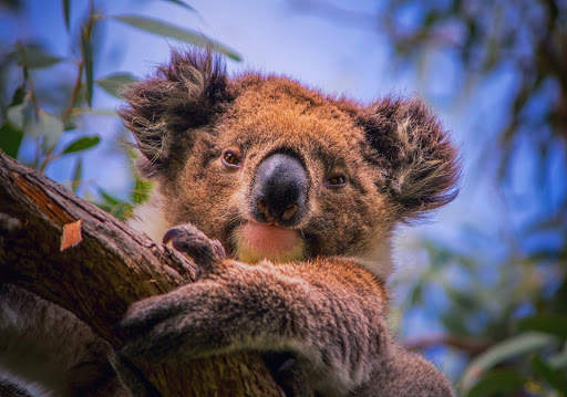 🐨 Koala Wallpapers screenshot 7