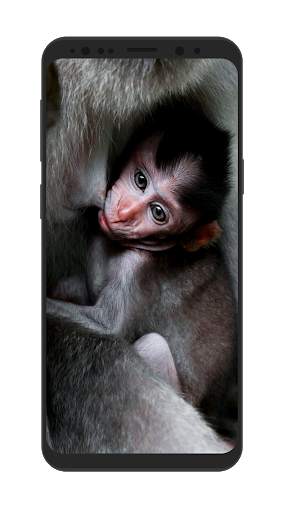 Wild Animal Wallpapers HD screenshot 5