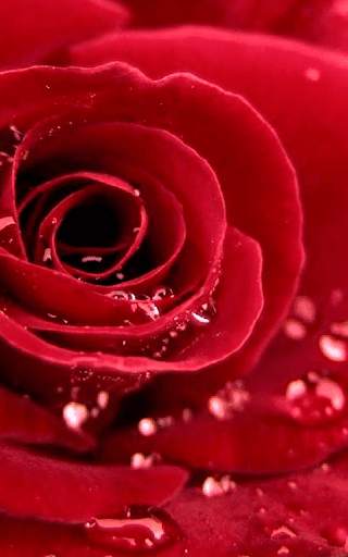 Rose Wallpaper HD screenshot 3
