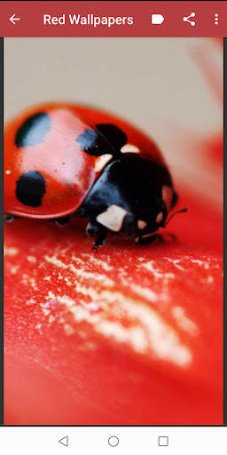 Red Color Wallpapers screenshot 5
