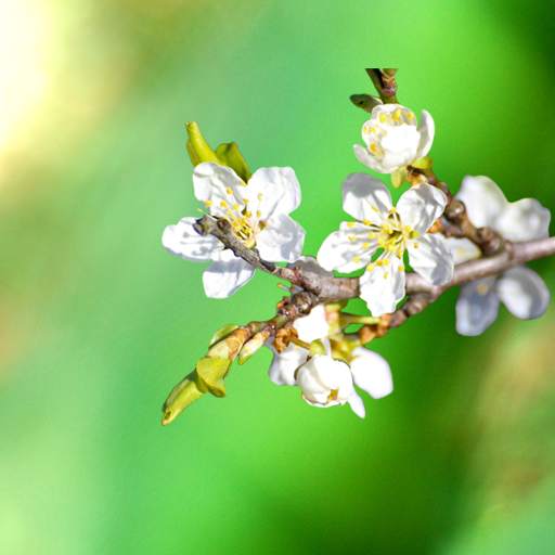 Spring Garden Live Wallpaper 1.0.8