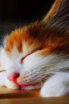 Wallpaper Cat HD 1 تصوير الشاشة