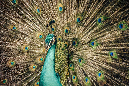 Birds Jigsaw Puzzles HD screenshot 1