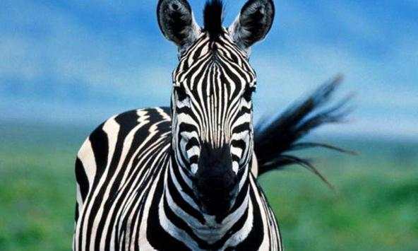 Zebra Wallpapers screenshot 2
