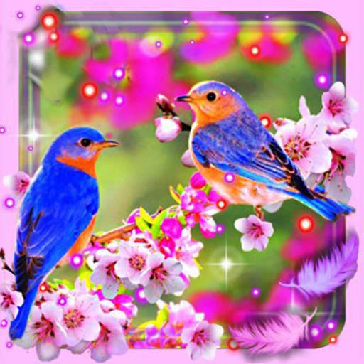 Beauty Birds 1.27