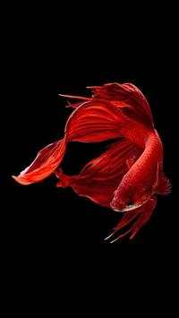 Cute Betta Fish Wallpapers screenshot 2