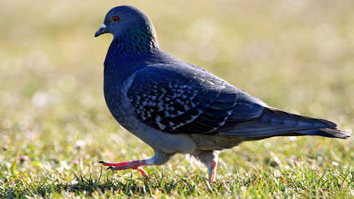 Lonely Pigeon. Birds Wallpapers स्क्रीनशॉट 6