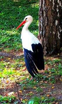 Birds Spring live wallpaper screenshot 2