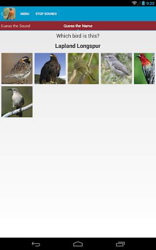 North American Birds Free screenshot 14