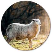 Sheep Wallpapers 3.0