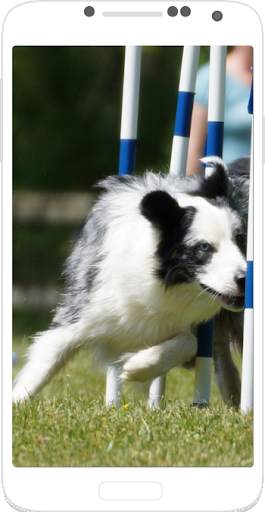 Dog Training - Train your Dog screenshot 3