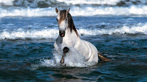 Horses Live Wallpaper (wallpapers & backgrounds) screenshot 11