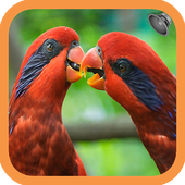 Birds Sound icon