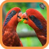 Birds Sound 2.8