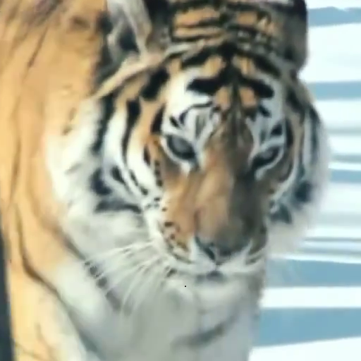 Amur Tiger Video Wallpaper icon