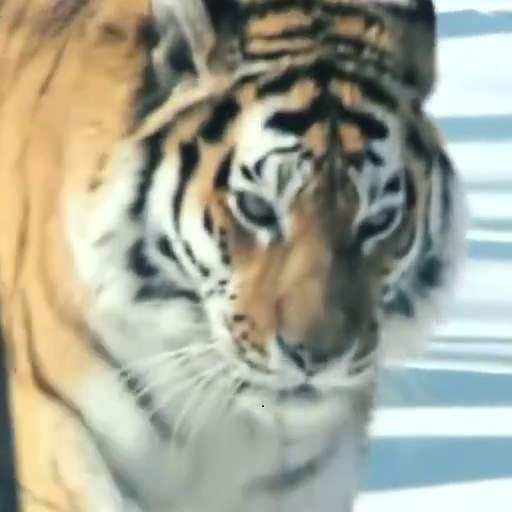 Amur Tiger Video Wallpaper 3.0.6
