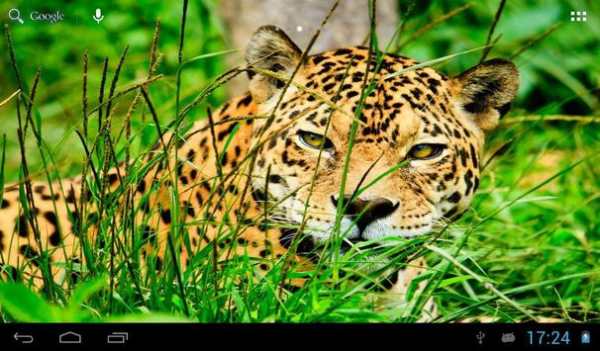 Jaguars Wallpapers screenshot 7