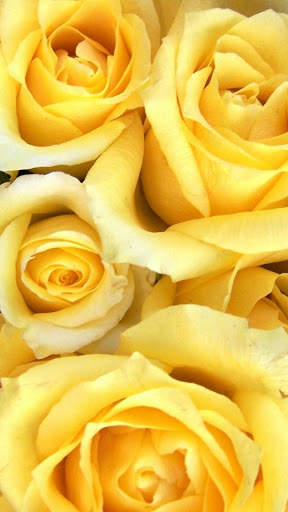 Flowers And Roses Animated Images Gif pictures 4K 5 تصوير الشاشة