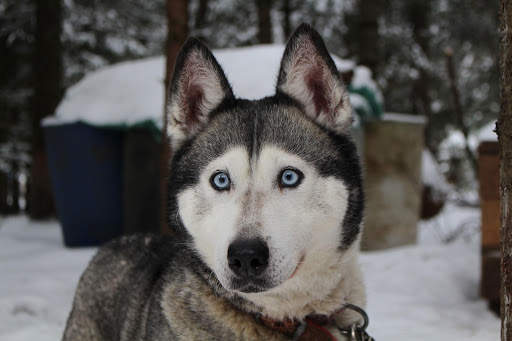 Husky Live Wallpaper (wallpapers & backgrounds) screenshot 8