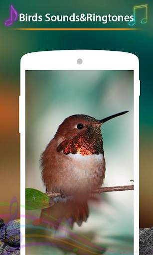 Birds Sounds and Ringtones screenshot 2