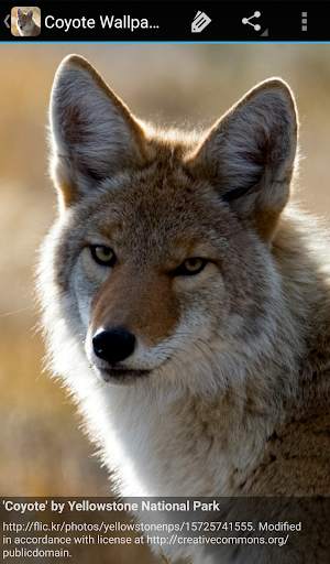 Coyote Wallpaper screenshot 5