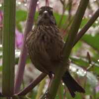 Amusing sparrow icon