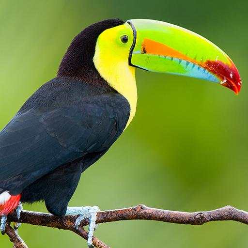 Beautiful Birds 1.0.1