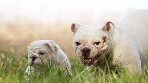 🐕 Bulldog Wallpapers - Dog Wallpapers screenshot 5
