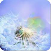 dandelion fly to the sun 31