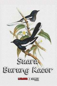Bird chirp Copsychus saularis screenshot 5