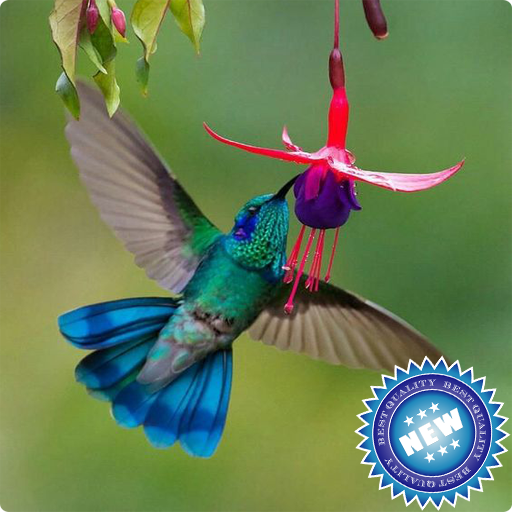Hummingbird Wallpaper icon