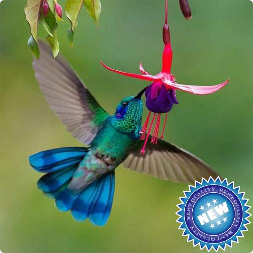 Hummingbird Wallpaper 1.3