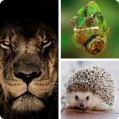 Animals - Learn The Mammals and Birds 9.1