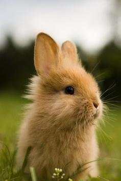 Cute Rabbits Wallpapers screenshot 3