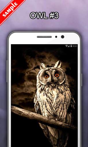 Owl Wallpapers screenshot 4