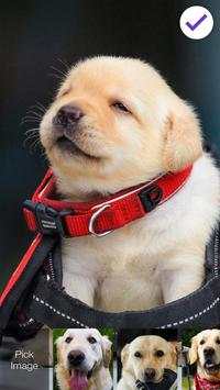 Golden Retriever Dog Ladrador Lock Screen screenshot 3