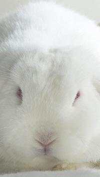 Rabbits Wallpapers screenshot 10