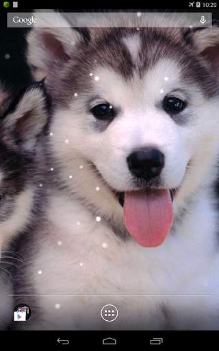 Husky Live Wallpaper screenshot 6