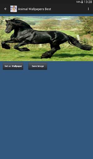 Animal Wallpapers App 🐈🐅🐎 : Animal Background screenshot 12
