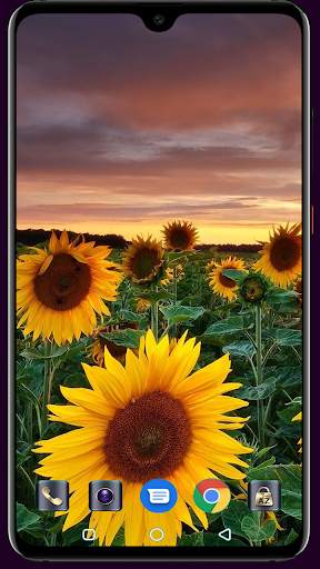 Sunflower Wallpaper 4K Latest स्क्रीनशॉट 9
